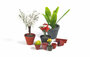 Matho Models 35043 - Flower Pots - 1:35 _